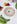 Ellie Mae - Laetitia Rouget - Strawberry Dessert Plate
